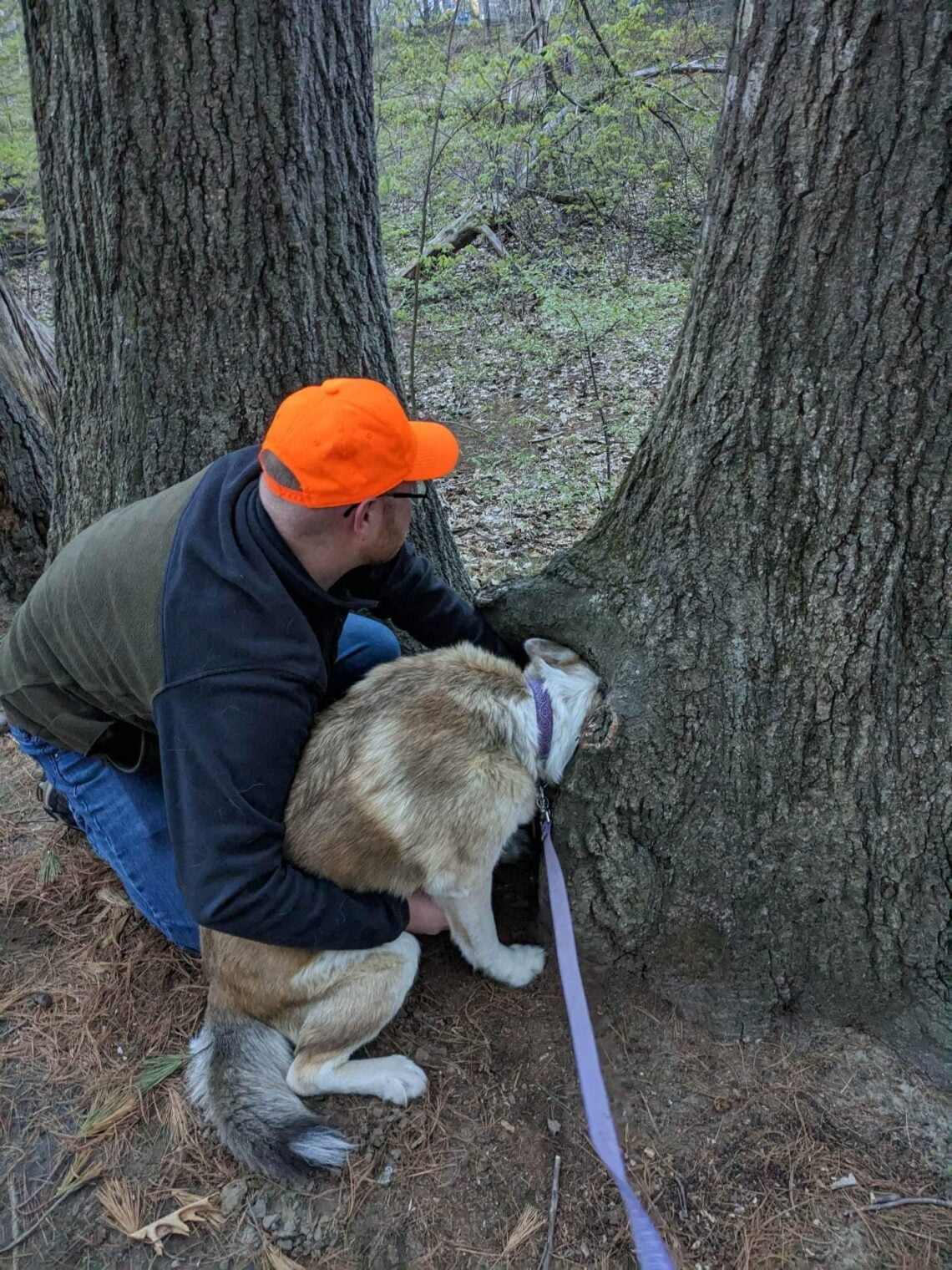 Puppy rescued after getting head stuck in tree - Barking up the wrong ...