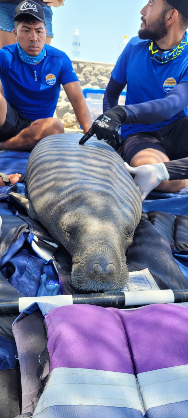 Brave Fishermen Rescue Manatee After Shark Encounter Shocking Times