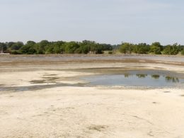 Turf Growers Highlight Drought's Severe Impact on UK Production