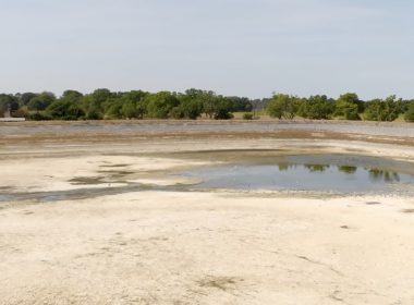 Turf Growers Highlight Drought's Severe Impact on UK Production